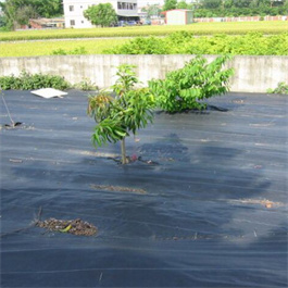 High Quality Biodegradable Buy Ground Cover Weed Control Cloth for Prevent Grass Growth